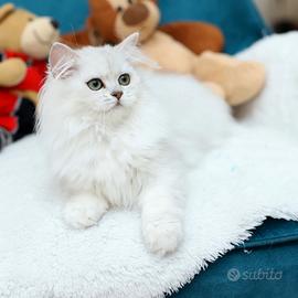 Gattina Scottish Longhair British stupenda