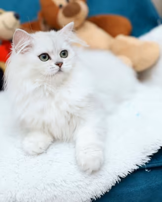 Gattina Scottish Longhair British stupenda