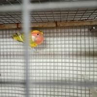 Inseparabile roseicollis