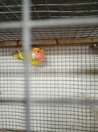 Inseparabile roseicollis