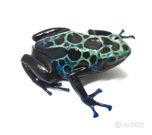 Dendrobates Sipaliwini (Rana Freccia)