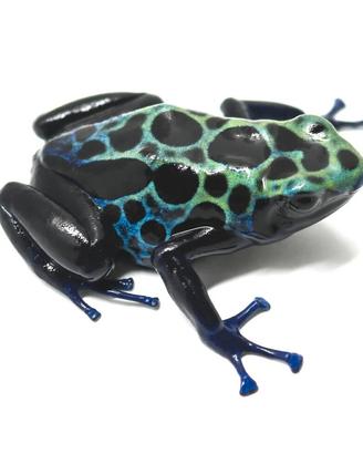 Dendrobates Sipaliwini (Rana Freccia)