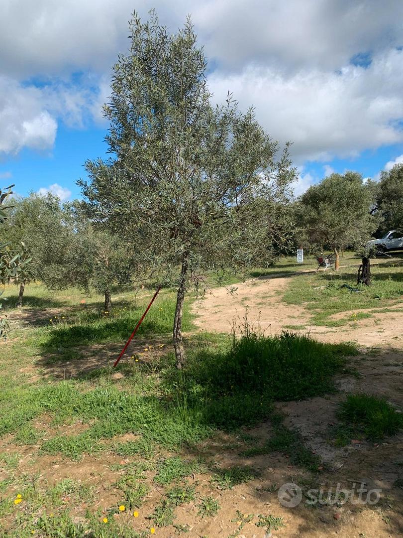 Terreno agricolo - Vista 3
