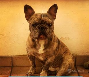 Bulldog francese per monta