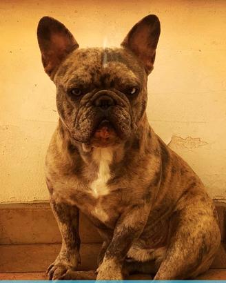 Bulldog francese per monta
