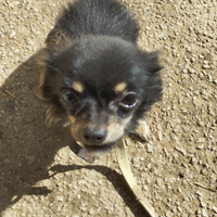 Chiwawa