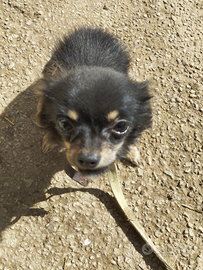 Chiwawa