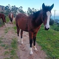 Cavallo paint x quarter