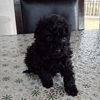 Cuccioli di Barboncino Nero