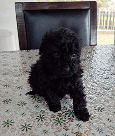 Cuccioli di Barboncino Nero