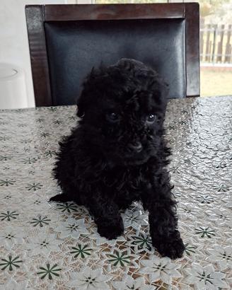 Cuccioli di Barboncino Nero