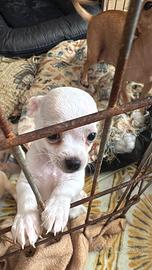 Chihuahua toy