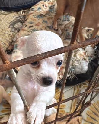 Chihuahua toy