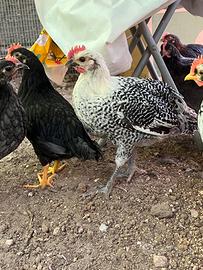 Gallo razza romagnola