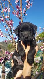 Cuccioli di labrador