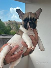 Bulldog