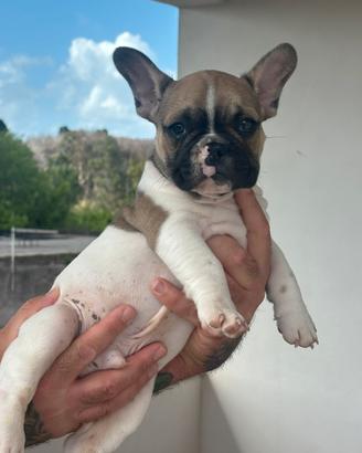 Bulldog