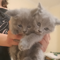 Cuccioli gatto scottish fold