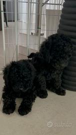 Cucciola barboncino nano