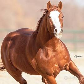 C.e.r.co cavallo monta americana