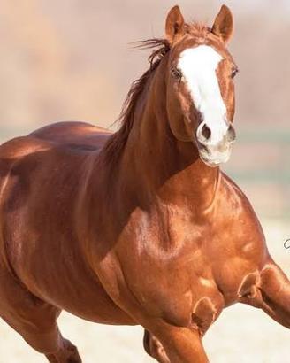 C.e.r.co cavallo monta americana