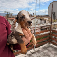 Cuccioli di bassotto arlecchino ochi blu