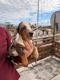 Cuccioli di bassotto arlecchino ochi blu