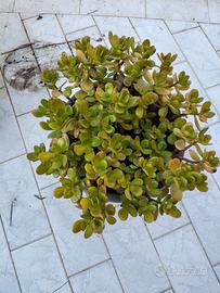 Grande Albero di Giada (Crassula ovata) in vaso