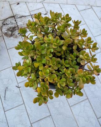 Grande Albero di Giada (Crassula ovata) in vaso