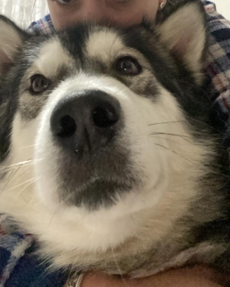 Husky Malamute