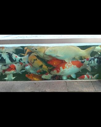 Carpe koi