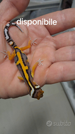 Geco leopardino