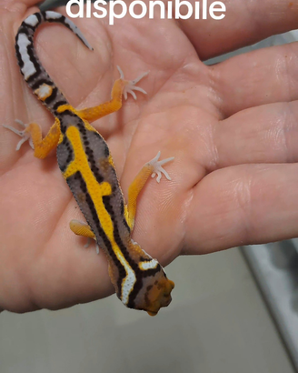 Geco leopardino