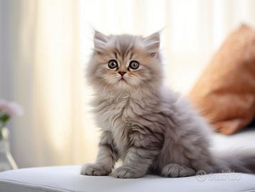 Cucciolo gatto a pelo lungo maschio