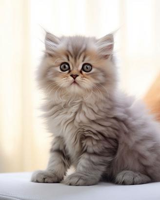 Cucciolo gatto a pelo lungo maschio