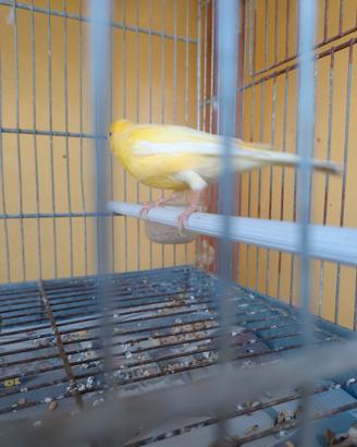 Canarino maschio