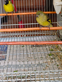 Lucherini Testa Nera Coppia 2023