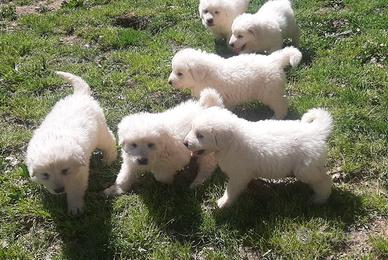 Cuccioli pastore maremmano abruzzese