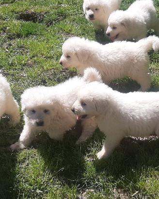 Cuccioli pastore maremmano abruzzese
