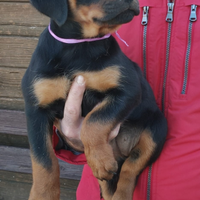 Cuccioli Rottweiler con Pedigree