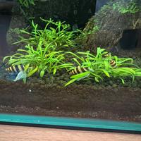 Helena anentome killer