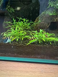 Helena anentome killer