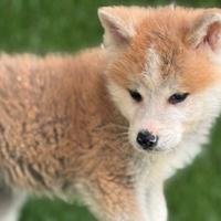 Akita inu con pedigree enci