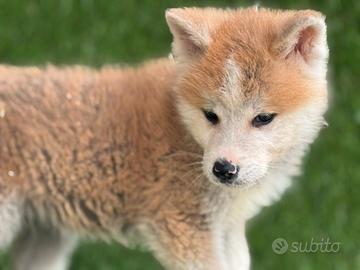 Akita inu con pedigree enci