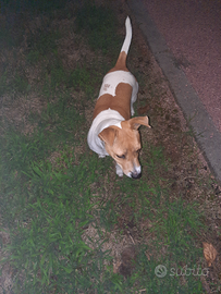 Cuccioli Jack Russel