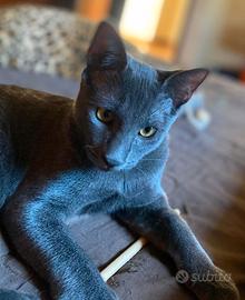 GATTINO 5 MESI