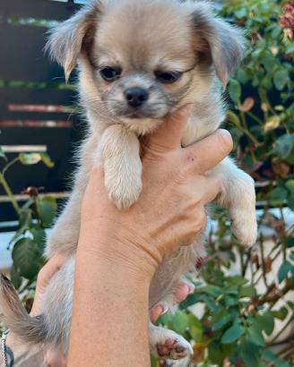 Chihuahua a pelo lungo