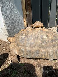 Geochelone Sulcata