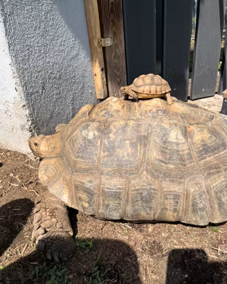 Geochelone Sulcata
