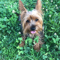Yorkshire Terrier maschio per accoppiamento